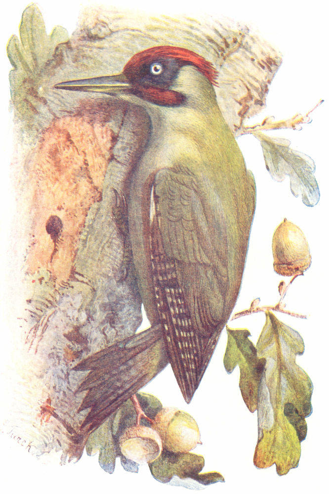 BIRDS. Green Woodpecker  1901 old antique vintage print picture